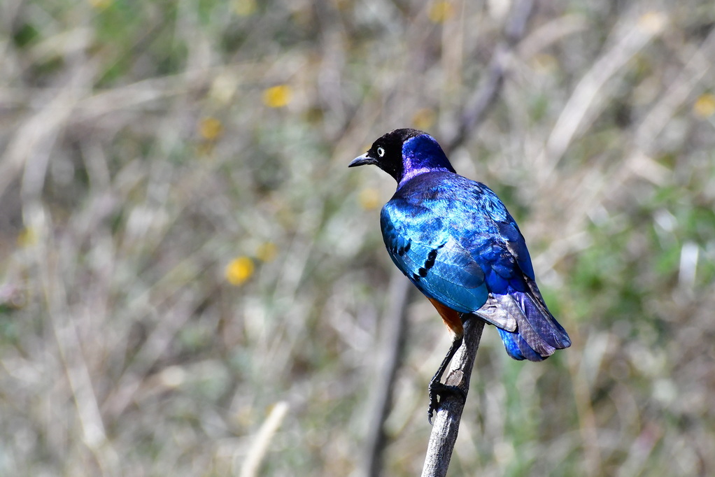 Maisha Sweetwaters Camp